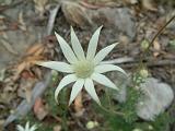 Flannel Flower Actinotis helianthi_2 